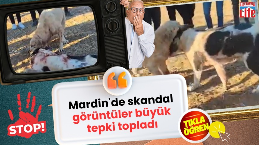 Köpek dövüşü büyük tepki topladı