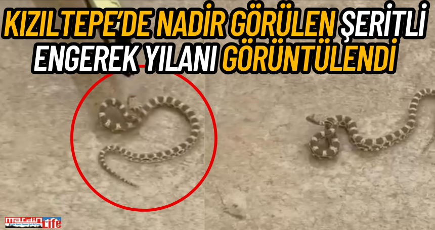 Kızıltepe’de Nadir Görülen Şeritli Engerek Yılanı Görüntülendi