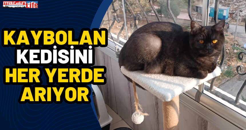 Kaybolan kedisini her yerde arıyor