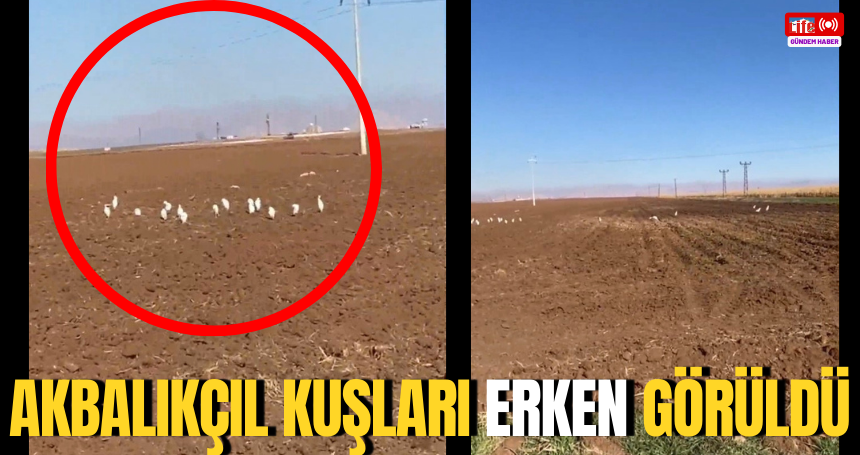 Mardin'de akbalıkçıl kuşları erken görüldü