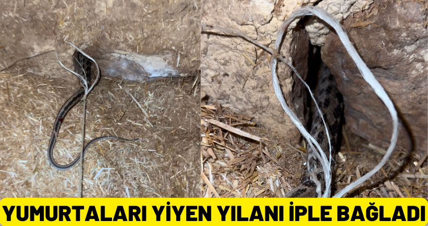 Yumurtaları yiyen yılanı iple bağladı