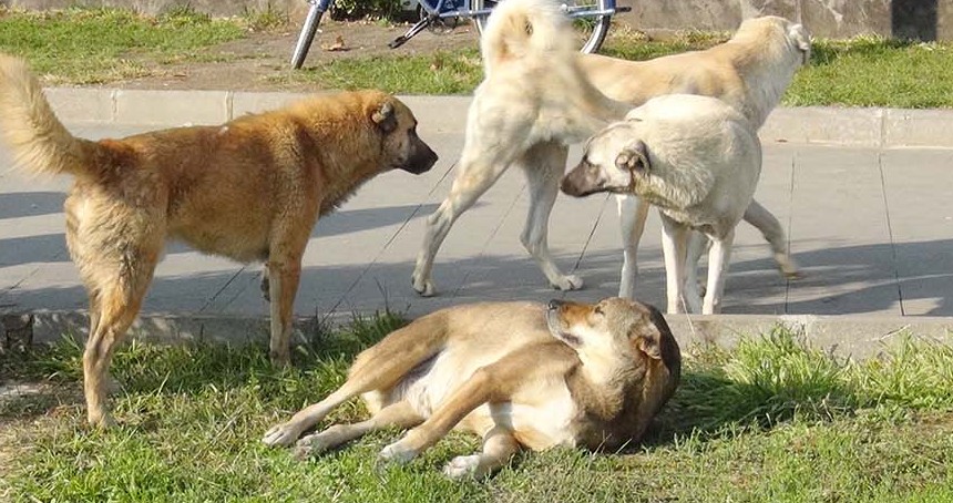 Başıboş köpek saldırıları ve kuduz aşıları arttı, hükümete çözüm çağrısı yapıldı!