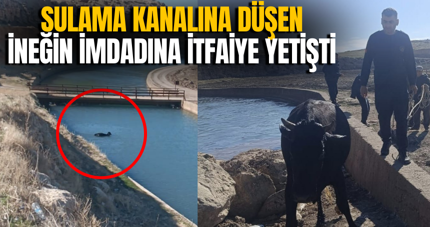 Sulama kanalına düşen ineğin imdadına itfaiye yetişti