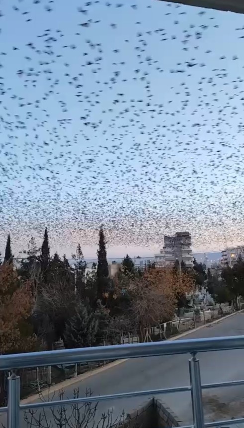 Mardin'de sığırcık kuşlarından görsel şölen