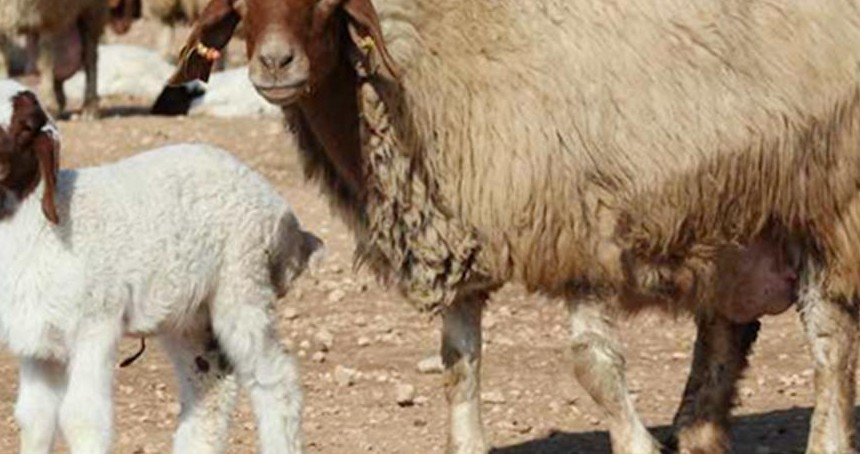 Tunceli'de şap karantinası