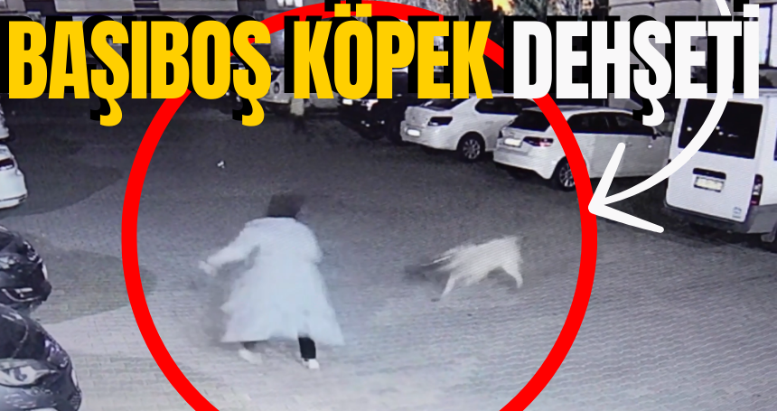 Komşu ilimizde başıboş köpek dehşeti