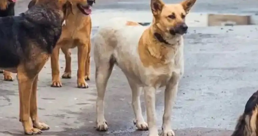 Başıboş köpeklerin saldırdığı 4,5 yaşındaki çocuk yaralandı