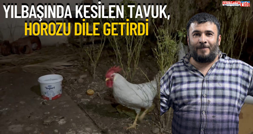 Yılbaşında kesilen tavuk, horozu dile getirdi