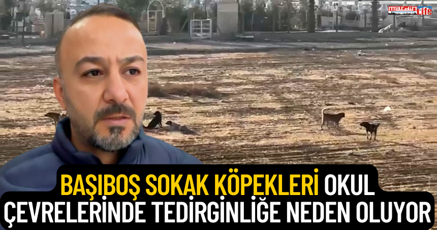 Başıboş sokak köpekleri okul çevrelerinde tedirginliğe neden oluyor