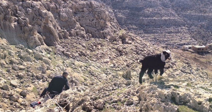 Mardin’de kayalıklarda mahsur kalan 17 oğlak kurtarıldı