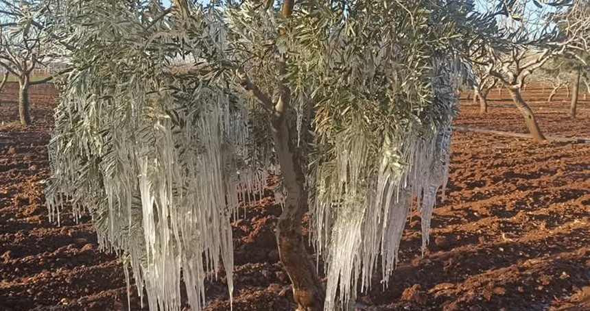 Şanlıurfa’da ağaçlar kırağı tuttu 