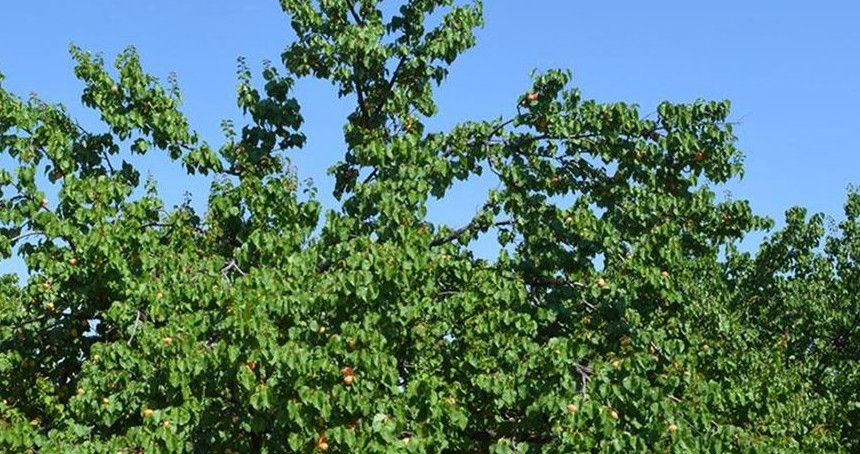 Bahar dönemi kayısı ağaçlarında ilaçlama uyarısı