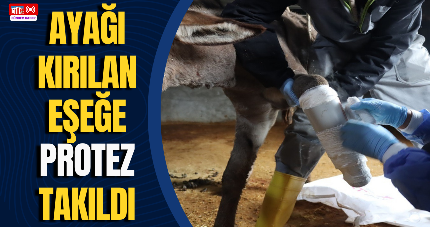 Ayağı kırılan eşeğe protez takıldı