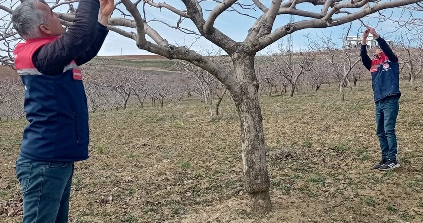 Siirt’te erkenci badem çeşitlerinde tam kayıp tespit edildi