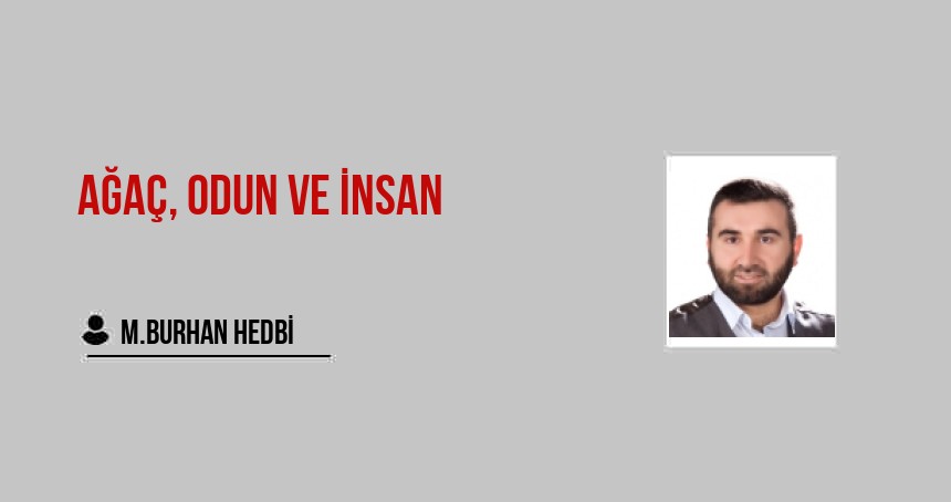 Ağaç, Odun ve İnsan