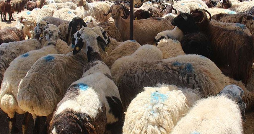Vekaletle kurban kesim bedelleri açıklandı