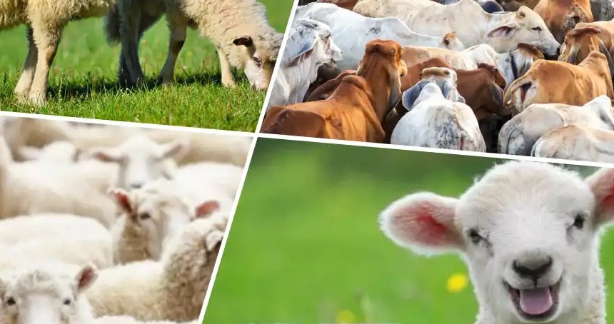 Kurban Bayramı için hazırlıklar başladı
